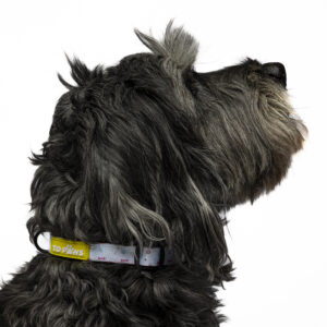 Collar con Dibujos Para Mascotas